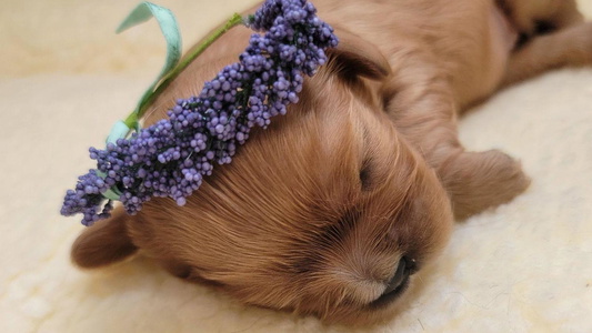 Ruby Colored Precious Pooches Cavalier King Charles Spaniels