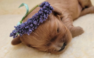 Ruby Colored Precious Pooches Cavalier King Charles Spaniels Cavalier King Charles Spaniel for Brookings, SD