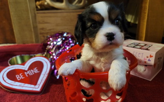 Tri Colored Caney Mountain Cavaliers Cavalier King Charles Spaniel for Springfield, MO