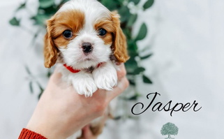 Blenheim Colored Emerald Grove Puppies Cavalier King Charles Spaniel for Salt Lake City, UT