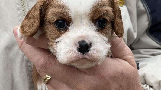 Blenheim Colored Lumiere Cavaliers