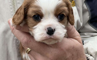 Blenheim Colored Lumiere Cavaliers Cavalier King Charles Spaniel for Hamilton, AL