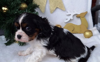 Tri-colored Anderson Ranch Cavaliers Cavalier King Charles Spaniel for West Sacramento, CA