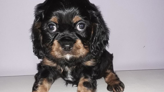 Black and tan Colored Oakdale Cavaliers