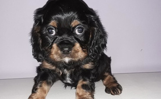 Black and tan Colored Oakdale Cavaliers Cavalier King Charles Spaniel for Sedalia, MO