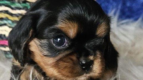 Black and Tan Colored Annie's Puppies