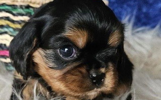 Black and Tan Colored Annie's Puppies Cavalier King Charles Spaniel for Colorado City, CO