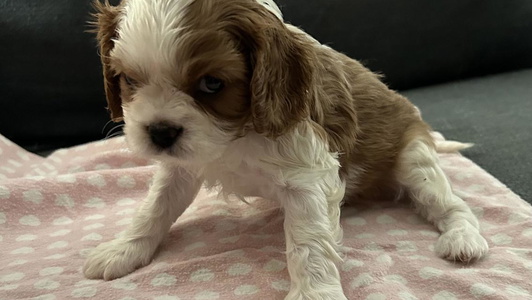 Black and Tan Colored Place's Cavalier puppies