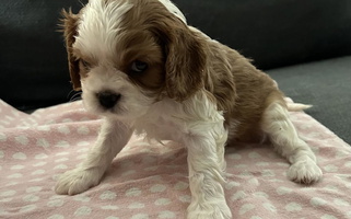 Black and Tan Colored Place's Cavalier puppies Cavalier King Charles Spaniel for Orland, IN