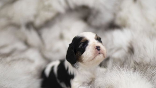 White and Black Colored Tsarevich Cavaliers