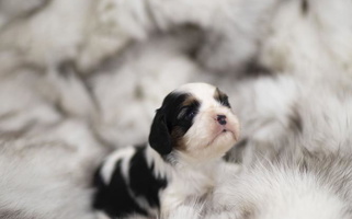 White and Black Colored Tsarevich Cavaliers Cavalier King Charles Spaniel for Sacramento, CA