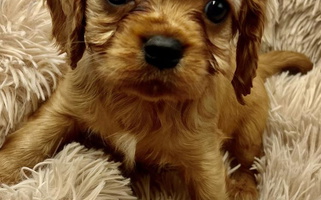 Ruby Colored Amazing AKC Puppies Cavalier King Charles Spaniel for Wimberley, TX