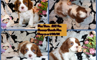 White and Buff Colored Walnut Grove Cavaliers Cavalier King Charles Spaniel for Woonsocket, RI