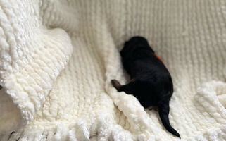 Black and tan Colored Mystic Cavaliers & Cavapoos Cavalier King Charles Spaniel for Mystic Island, NJ