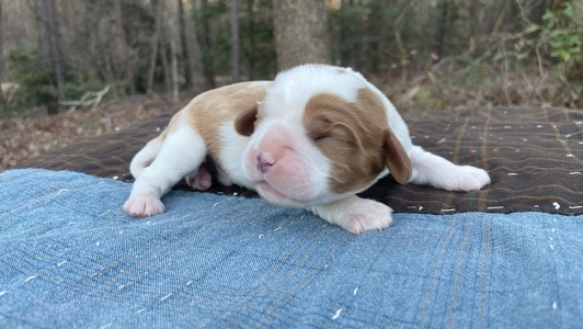 White and Cream Colored Stratton Spaniels