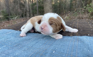 White and Cream Colored Stratton Spaniels Cavalier King Charles Spaniel for Comer, GA