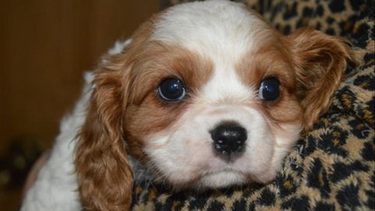 White and Cream Colored Mid Lake Cavaliers