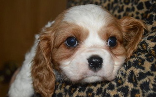 White and Cream Colored Mid Lake Cavaliers Cavalier King Charles Spaniel for Georgetown, SC