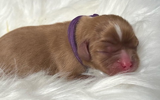 Ruby Colored Kristin's Cavaliers Cavalier King Charles Spaniel for Pine Grove, CA