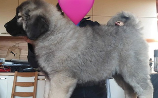 Grey Colored Sweet Yiski-Hati Kennel Caucasian Shepherd for Kapolei, HI