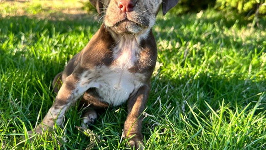 Red merle Colored Middle TN Leopard Catahoulas