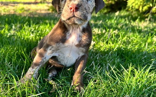 Red merle Colored Middle TN Leopard Catahoulas Catahoula Leopard for Manchester, TN