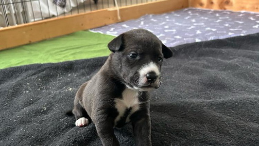 Black Colored Full Circle Carolina Dogs