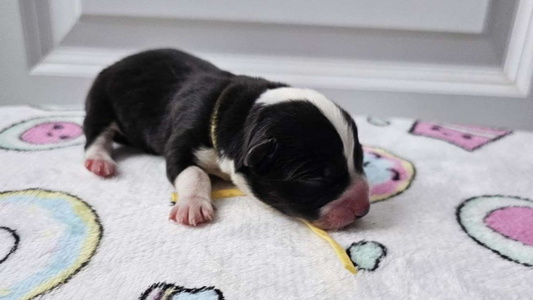 Black and white Colored Star N Cardigan Corgis