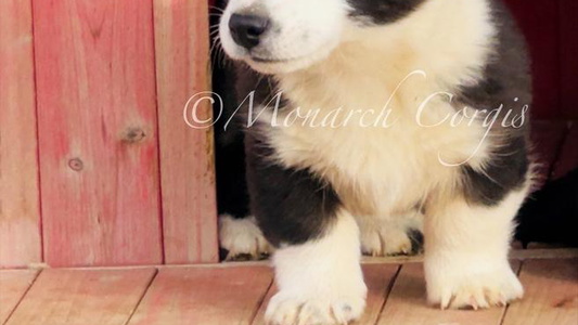 Black and white Colored Monarch Corgis