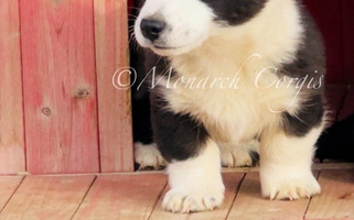 Black and white Colored Monarch Corgis Cardigan Welsh Corgi for Denver, CO