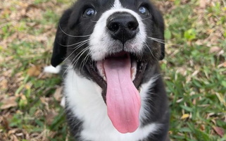 Black and White Colored It is Corgiland Cardigan Welsh Corgi for Jacksonville, FL