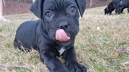 Black ColoredHardradas Dynasty Cane Corso