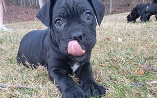 Black ColoredHardradas Dynasty Cane Corso Cane Corso for Henry Fork, VA