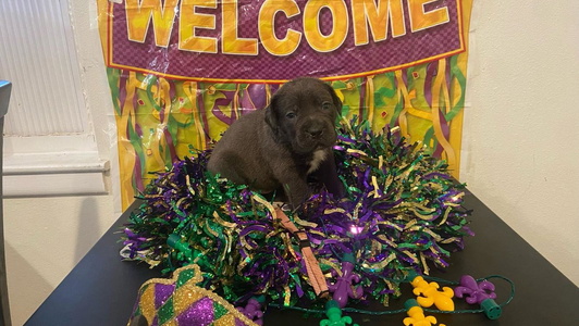 Black Colored BFM Cane Corso’s