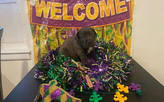 Black Colored BFM Cane Corso’s Cane Corso for Laplace, LA