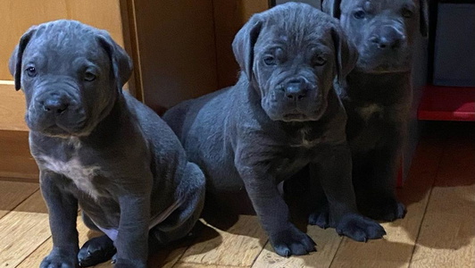 Black Colored Grayling Dawn Cane Corso