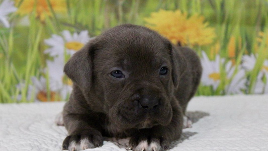 Gray brindle Colored Walnut Creek Cane Corso