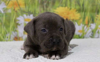 Gray brindle Colored Walnut Creek Cane Corso Cane Corso for Loogootee, IN