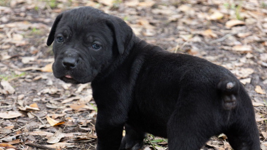 Black Colored LunaLinks Cane Corsos