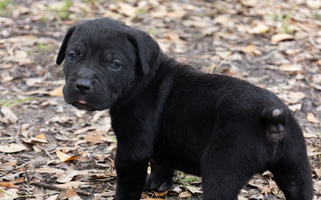 Black Colored LunaLinks Cane Corsos Cane Corso for Jacksonville, FL