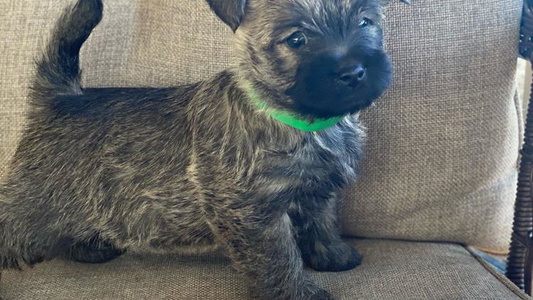 Silver wheaten Colored Cairn Terriers of Heatherridge,LLC