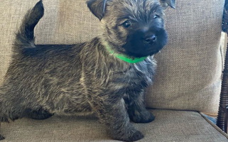 Silver wheaten Colored Cairn Terriers of Heatherridge,LLC Cairn Terrier for Potosi, MO