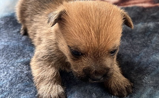 Sable Colored Shining Waters Farm Cairn Terrier for Wytheville, VA