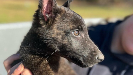 Gold brindle Colored Our Shepherds Shepherds L.L.C.