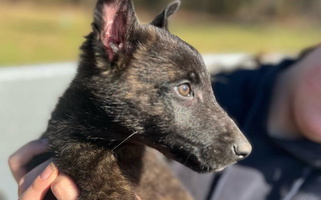 Gold brindle Colored Our Shepherds Shepherds L.L.C. Dutch Shepherd for Poteau, OK