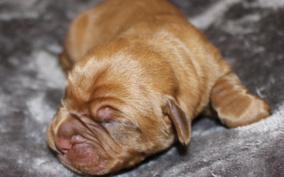 Red Colored Marcus Diggs Dogue de Bordeaux for Danbury, CT