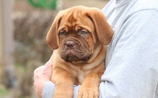 Red Colored Cute Back Porch Bordeaux Dogue de Bordeaux for New Albany, MS