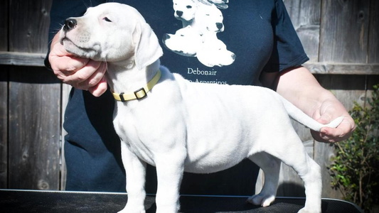 White Colored Debonair Dogos