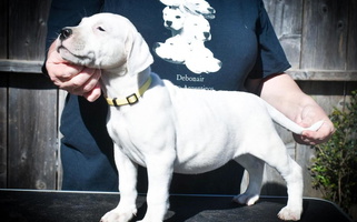 White Colored Debonair Dogos Dogo Argentino for San Diego, CA