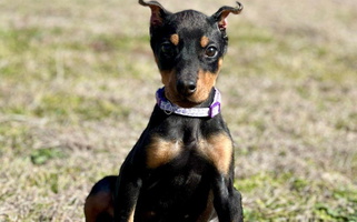 Black and Rust Colored Elitehaus Doberman Pinscher for Rockwall, TX